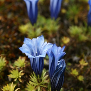 Gentiana arethusae